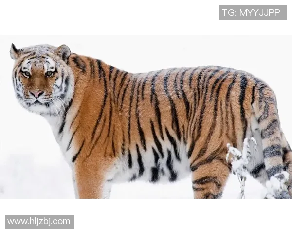 蒙特瑞与墨西哥老虎的巅峰对决谁能笑到最后