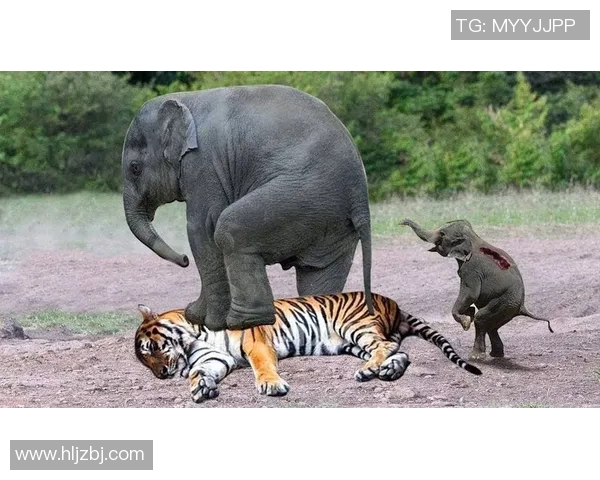 仁川大象2vs对决精彩回顾与分析揭示球队未来发展潜力与挑战